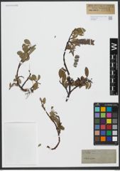Foto von Salix uva-ursi Pursh
